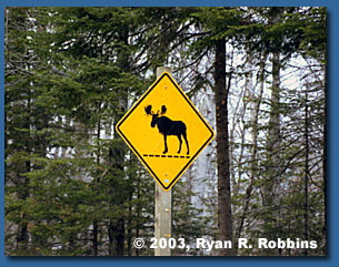 moose-crossing-09 moose-crossing-09